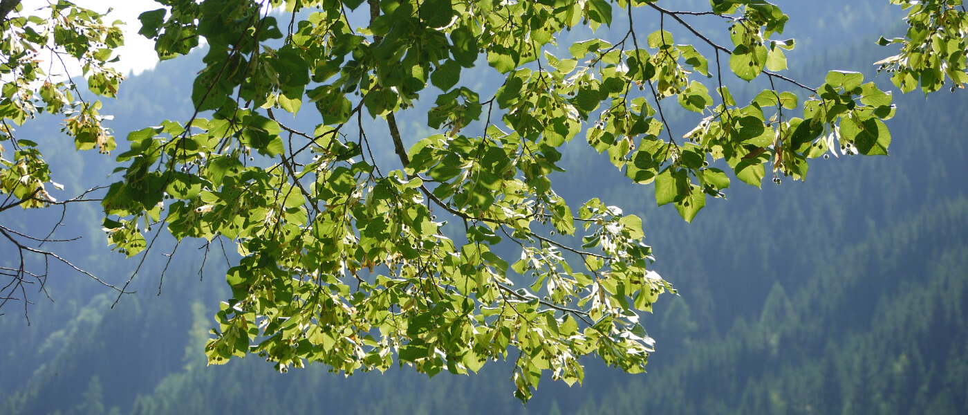 Ruhe finden mit Achtsamkeit und Meditation