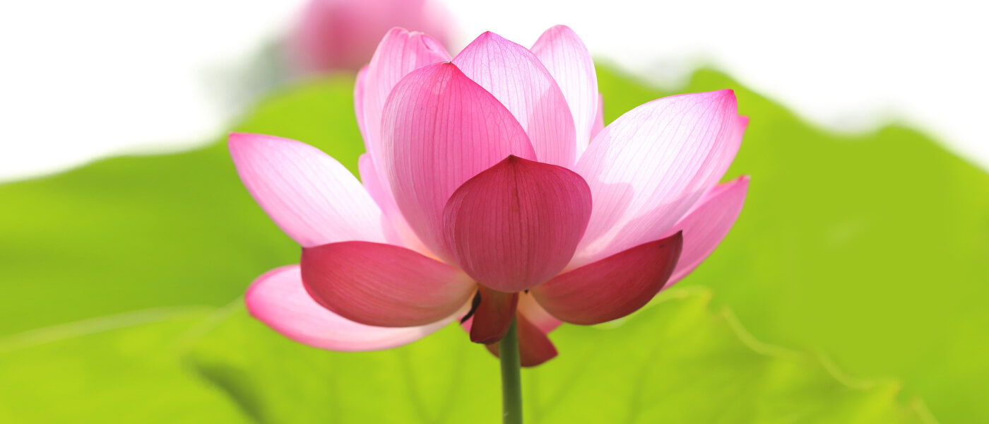 Frisch aufblühen durch Shiatsu und Rebalancing